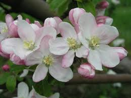 Apfelblüten in Nahaufnahme. Zu erkennen sind die weiß-rötlichen Blütenblätter und die grünlich-gelben Staubgefäße